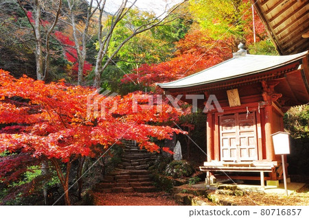 伊勢原市大山山道 恩納坂的栗色山和色彩斑斕的秋葉 80716857
