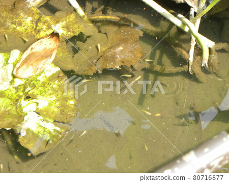 Medaka in Chiba Park cotton pond where Oga lotus blooms 80716877