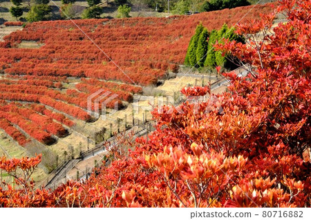 Enkianthus perulatus in terraced fields [Tsukui, Sagamihara City, November] 80716882