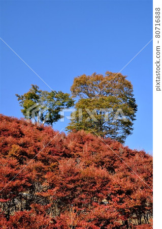 藍天和吊蘭秋葉山[相模原市築井市11月] 80716888