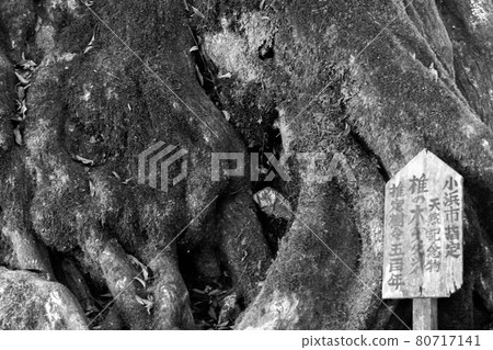 Jingu templa 80717141