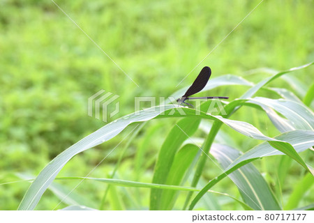 Haguro damselfly resting on a leaf (green background) Landscape with damselfly (green background) 80717177