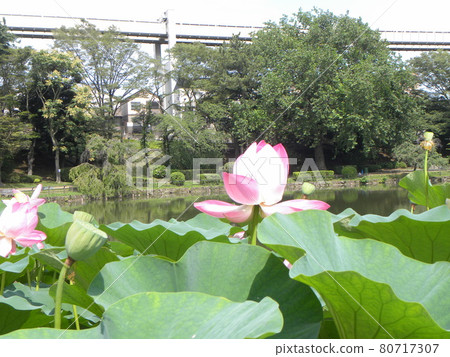 This year's Chiba Park Ogahasu flower viewing This year's Chiba Park Ogahasu flower viewing 80717307