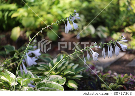 Summer flowers Summer flowers 80717308