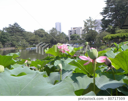 This year's Chiba Park Ogahasu flower viewing This year's Chiba Park Ogahasu flower viewing 80717309
