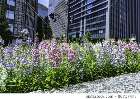 Beautiful flowers spreading in the flowerbed of the central office district (buildings) Beautiful flowers spreading in the flowerbed of the central office district (buildings) 80717473