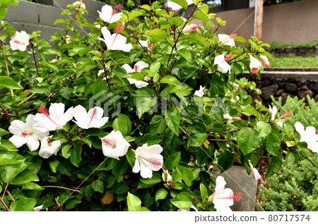 Holidays in Hawaii Holidays in Hawaii 80717574