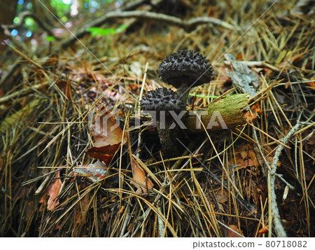 Strobilomyces, an old man in the forest, a mushroom I saw in Natsuyama 80718082