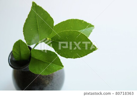 Healing green lime leaf Healing green lime leaf 80718363