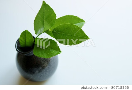 癒合綠色石灰葉 癒合綠色石灰葉 80718366