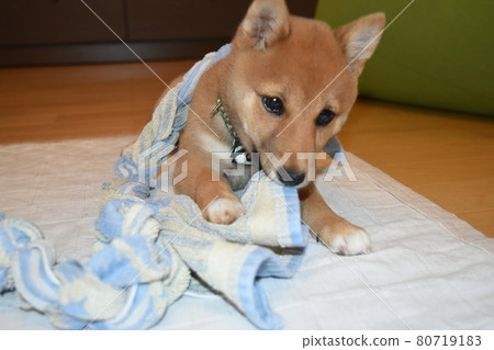 Mameshiba 3 months towel chewing play Fuse front 80719183