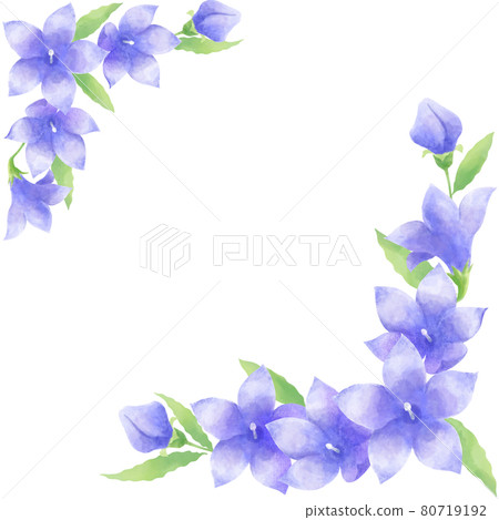 水彩風格,桔梗花裝飾材料插畫(方形) 水彩風格,桔梗花裝飾材料插畫(方形) 80719192