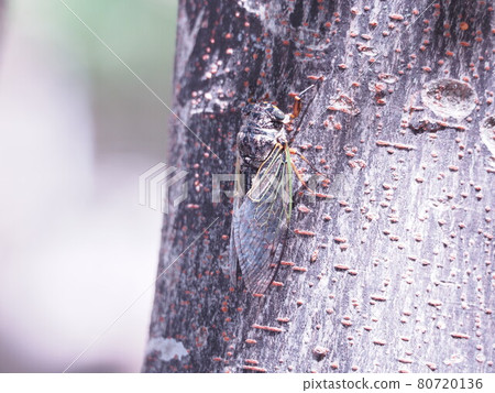 蟬停在樹上 80720136