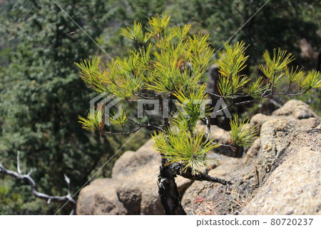 廣島縣鎌倉寺山路 廣島縣鎌倉寺山路 80720237