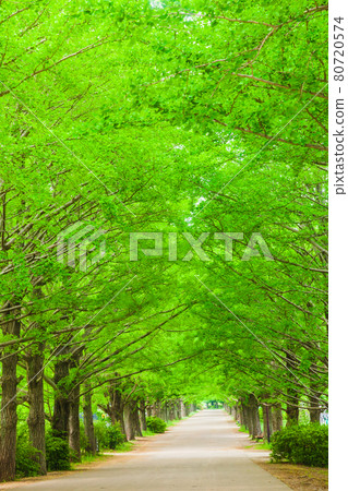 新鮮的綠色銀杏束 80720574