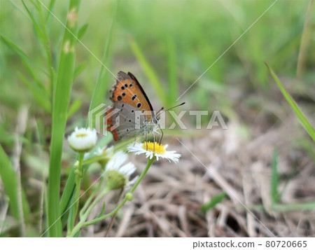 Flowers and Bennisimi 80720665