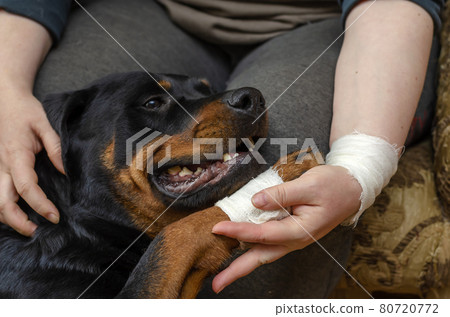 A sick dog sits at the feet of the owner. Rottweiler with a bandaged paw. A dog's paw in a woman's bandaged hand. The animal and its owner are injured after a traffic accident. Selective focus. A sick dog sits at the feet of the owner. Rottweiler with a bandaged paw. A dog's paw in a woman's bandaged hand. The animal and its owner are injured after a traffic accident. Selective focus. 80720772