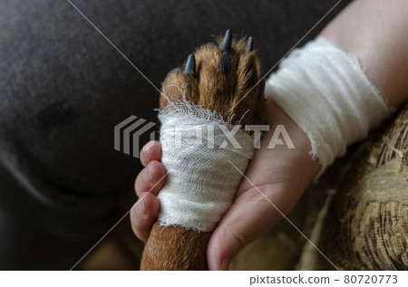 Bandaged dog paw in hand. Bandaged dog paw in hand. 80720773