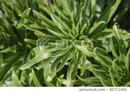 Lily lanceolate, or brindle (Lilium lancifolium). 80721092