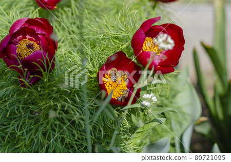 Peony flowers close-up. Peony flowers close-up. 80721095