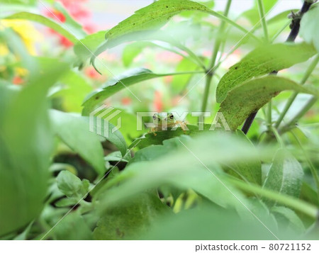 可愛的雨蛙 可愛的雨蛙 80721152