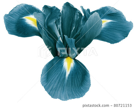 turquoise iris flower, white isolated background with clipping path. Closeup. turquoise iris flower, white isolated background with clipping path. Closeup. 80721153