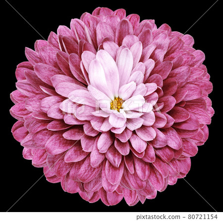 pink flower chrysanthemum on the black isolated background with clipping path. Closeup. pink flower chrysanthemum on the black isolated background with clipping path. Closeup. 80721154