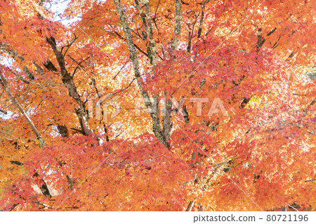 靜谷學校的秋葉 靜谷學校的秋葉 80721196