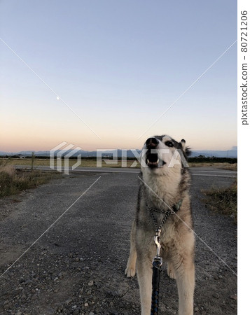 日出時嚎叫 80721206