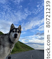天空和哈士奇 80721239