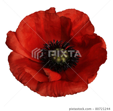 red poppy flower on a white isolated background with clipping path. Closeup. no shadows. red poppy flower on a white isolated background with clipping path. Closeup. no shadows. 80721244