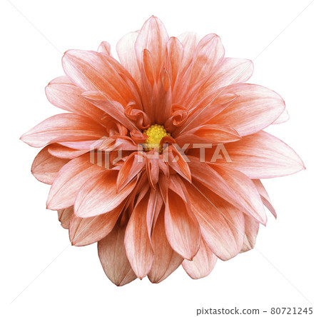 Orange dahlia. Flower on a white isolated background with clipping path. For design. Closeup. Orange dahlia. Flower on a white isolated background with clipping path. For design. Closeup. 80721245