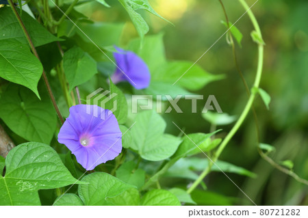 Morning glory (morning glory) Morning glory (morning glory) 80721282