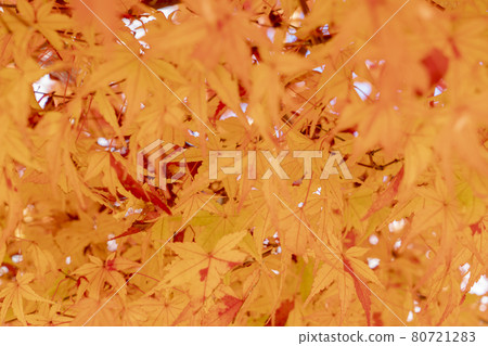 Shizutani School Autumn Auditorium 80721283