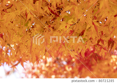 靜谷學校秋季禮堂 80721285