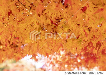 靜谷學校秋季禮堂 80721287