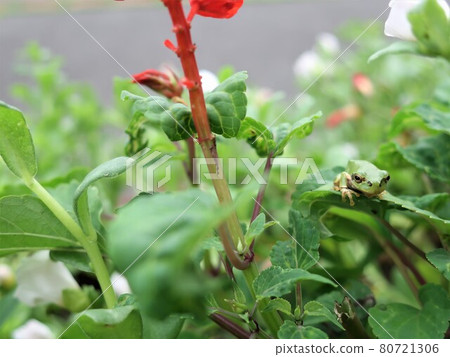 Cute rain frog Cute rain frog 80721306