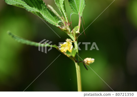 夏季蔬菜、諸平野花 夏季蔬菜、諸平野花 80721350