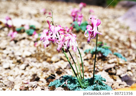 Yamano grass "Dicentra" Yamano grass "Dicentra" 80721356