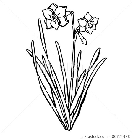 Sumi-e 風格簡單的水仙花矢量圖 80721488