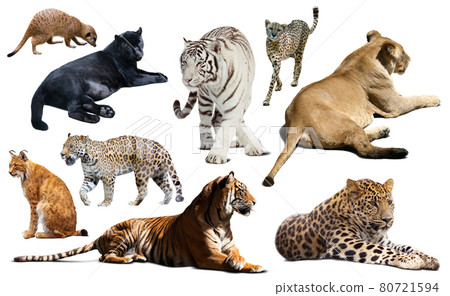 Set of wild mammals isolated over white Set of wild mammals isolated over white 80721594