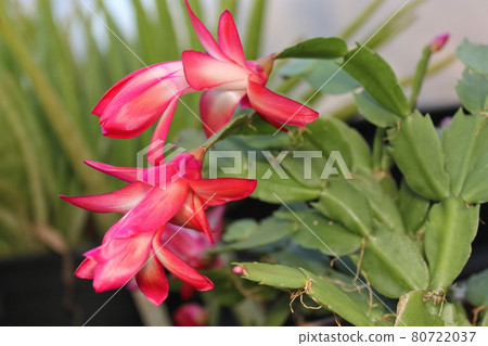 Christmas Cactus in Bloom With Pink Flowers S. truncata 80722037