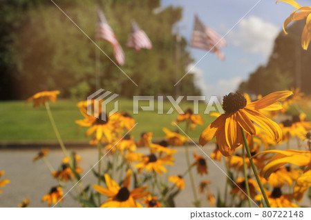 Yellow Wildflowers and American Flags, Shallow DOF 80722148