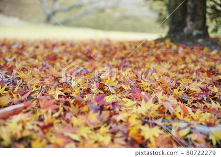 靜谷學校的秋葉 80722279