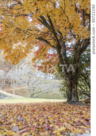 靜谷學校的秋葉 靜谷學校的秋葉 80722280