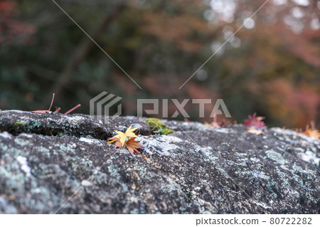 靜谷學校的秋葉 靜谷學校的秋葉 80722282
