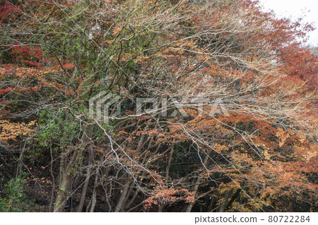 靜谷學校的秋葉 靜谷學校的秋葉 80722284