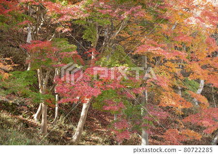 靜谷學校的秋葉 80722285