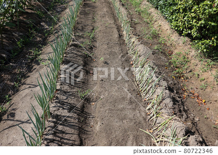 Ridge planted with green onions 80722346