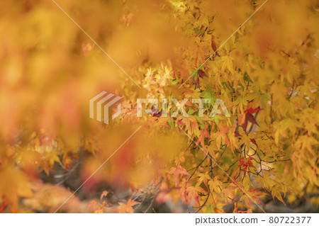 靜谷學校的秋葉 80722377